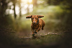 Dachshund