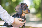 Dachshund Puppy