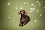 Dachshund