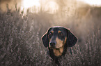 Dachshund