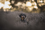 Dachshund