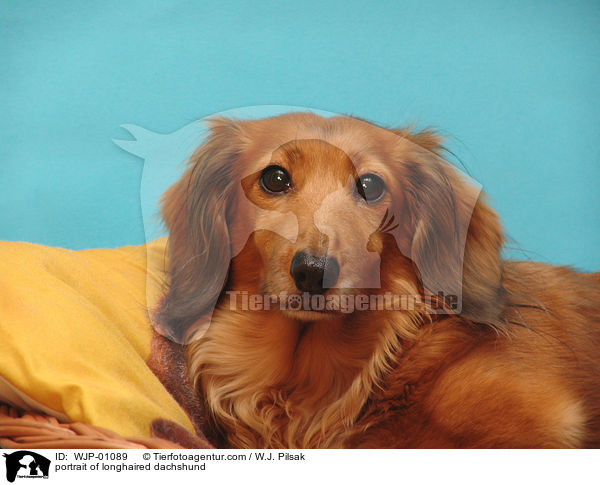 portrait of longhaired dachshund / WJP-01089