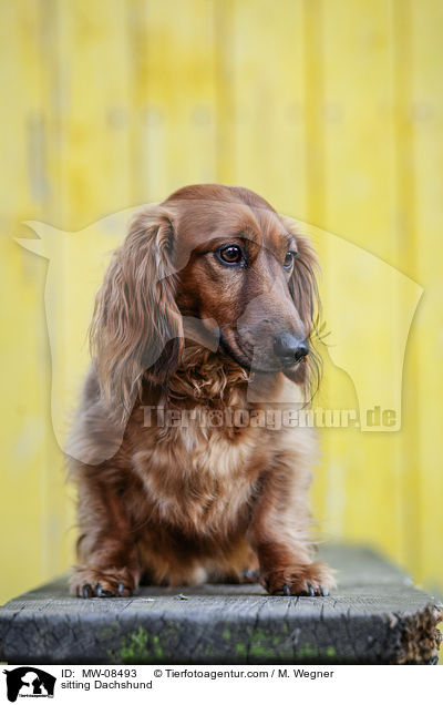 sitzender Dackel / sitting Dachshund / MW-08493