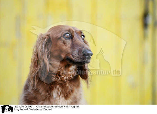 Langhaardackel Portrait / long-haired Dachshund Portrait / MW-08496