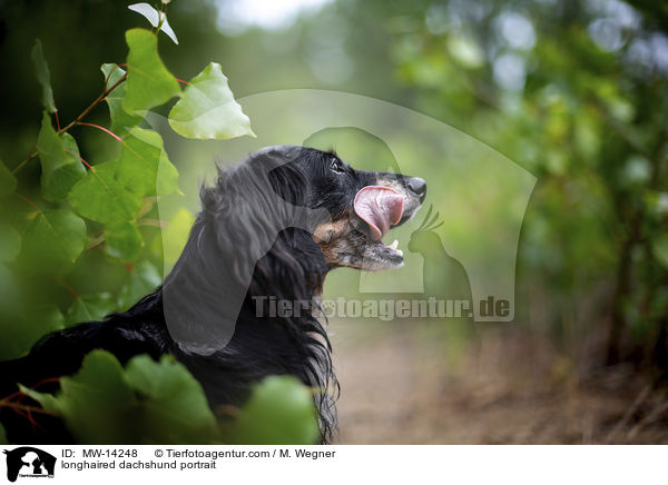 Langhaardackel Portrait / longhaired dachshund portrait / MW-14248