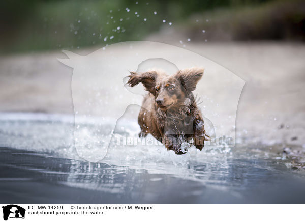 dachshund jumps into the water / MW-14259