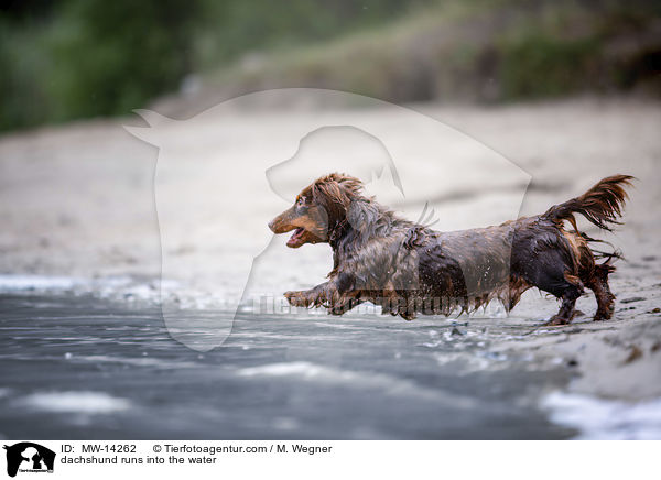 dachshund runs into the water / MW-14262
