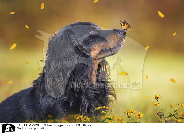 Dachshund portrait / SST-19920