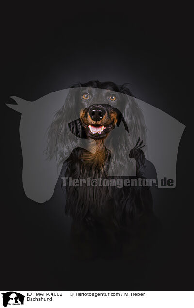 Langhaardackel / Dachshund / MAH-04002