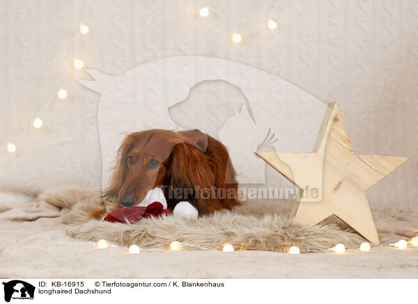 Langhaardackel / longhaired Dachshund / KB-16915