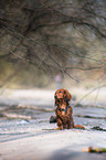 sitting longhaired dachshund