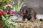 long-haired Dachshund Puppy