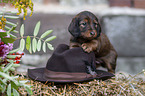 long-haired Dachshund Puppy