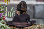 long-haired Dachshund Puppy
