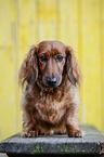 sitting Dachshund