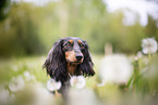 Rabbit-Dachshund Portrait