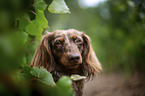 longhaired dachshund portrait
