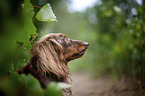 longhaired dachshund portrait