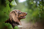 longhaired dachshund portrait