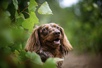 longhaired dachshund portrait