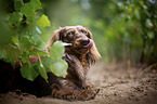 longhaired dachshund