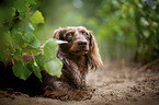 longhaired dachshund