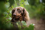 longhaired dachshund portrait
