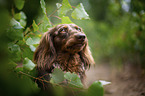 longhaired dachshund portrait