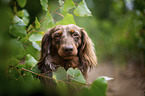 longhaired dachshund portrait
