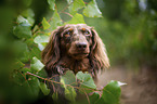 longhaired dachshund portrait