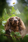 longhaired dachshund portrait