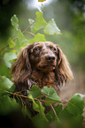 longhaired dachshund portrait