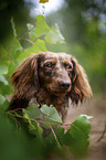 longhaired dachshund portrait