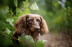 longhaired dachshund portrait