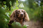 longhaired dachshund portrait
