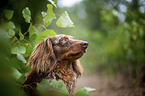 longhaired dachshund portrait
