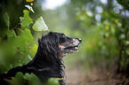 longhaired dachshund portrait