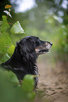 longhaired dachshund portrait