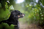 longhaired dachshund portrait