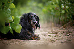 longhaired dachshund
