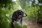 longhaired dachshund portrait