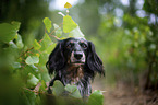 longhaired dachshund portrait
