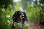 longhaired dachshund portrait