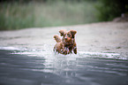dachshund runs into the water