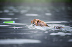 longhaired dachshund