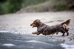 dachshund runs into the water