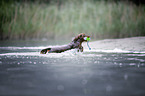 dachshund runs into the water