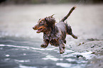 dachshund runs into the water