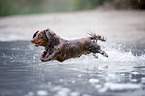 dachshund jumps into the water