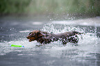dachshund runs into the water